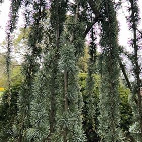Photo of the plant species Atlas Cedar by @PeakCarrot66 named James Dean on Greg, the plant care app