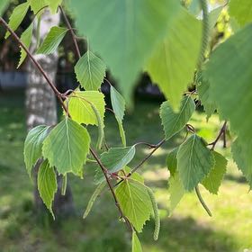 Photo of the plant species Common Birch by @PeakCarrot66 named Austen on Greg, the plant care app