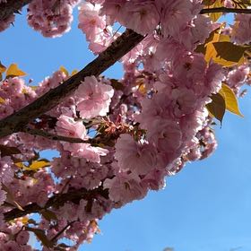Photo of the plant species Japanese Flowering Cherry by @PeakCarrot66 named Shakira on Greg, the plant care app