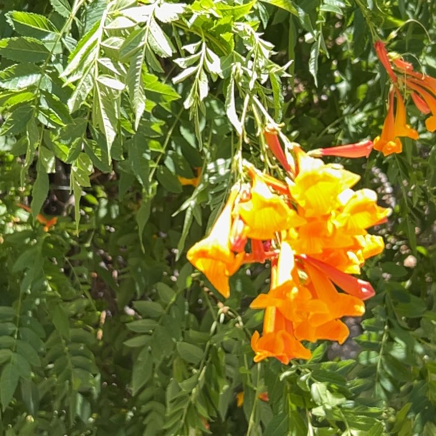 Photo of the plant species Cape Honeysuckle by @PeakCarrot66 named Eva on Greg, the plant care app