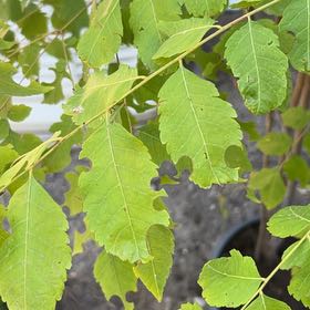 Photo of the plant species Golden Rain Tree by @PeakCarrot66 named LiloStitch on Greg, the plant care app
