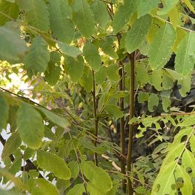 Photo of the plant species Black Locust by @PeakCarrot66 named da Vinci on Greg, the plant care app