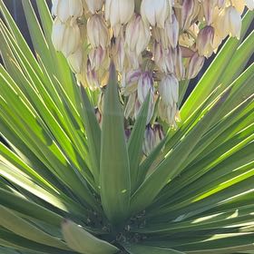 Photo of the plant species Aloe Yucca by @PeakCarrot66 named Spike Leaves on Greg, the plant care app