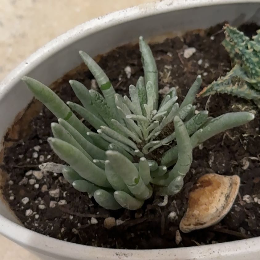 Photo of the plant species Senecio scaposus by @SunnyCowbane8 named Pax on Greg, the plant care app