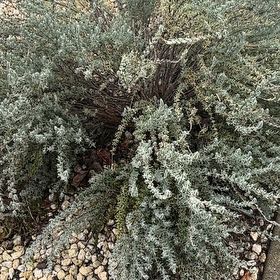 Photo of the plant species Sage Brush by @FitLionsear72 named Harper on Greg, the plant care app