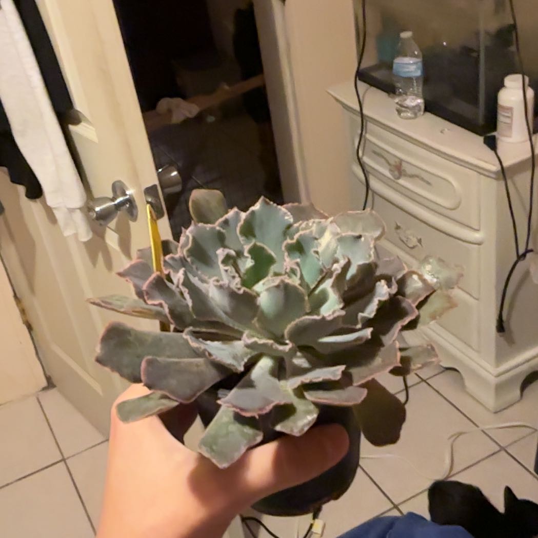 Photo of the plant species Echeveria Shaviana Pink Frills by @StandupLychee named Coral on Greg, the plant care app