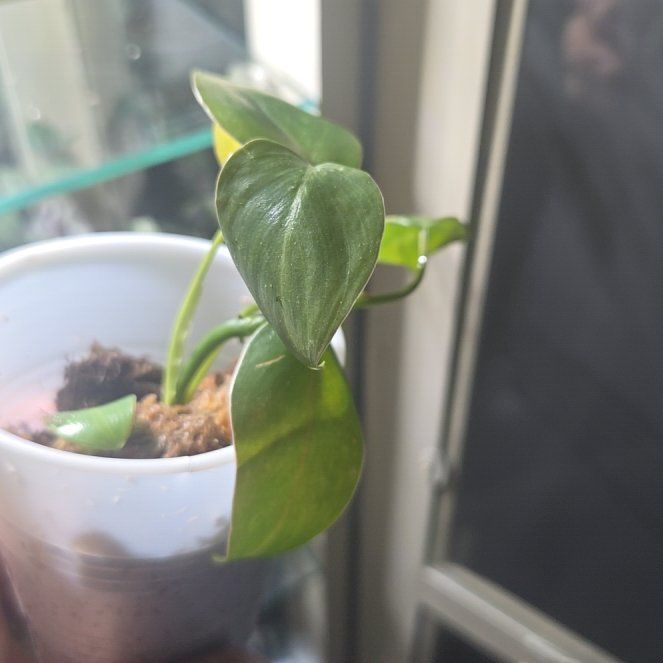 Photo of the plant species Philodendron 'Green Emerald' by @VipTwister97 named Duke on Greg, the plant care app