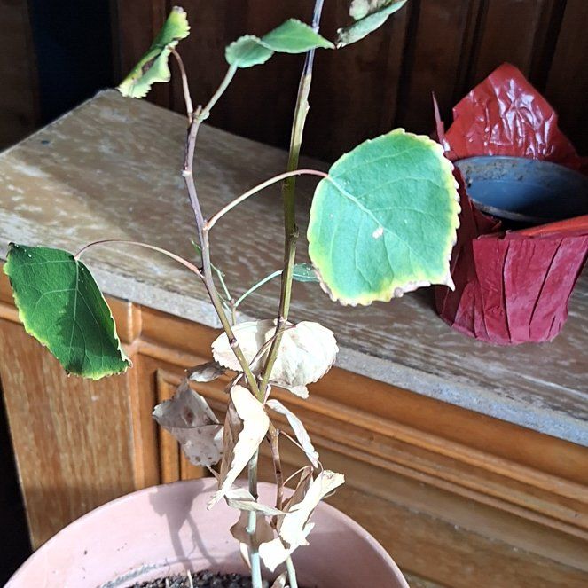 Photo of the plant species Common Cottonwood by @AthleteWeed46 named Prince on Greg, the plant care app