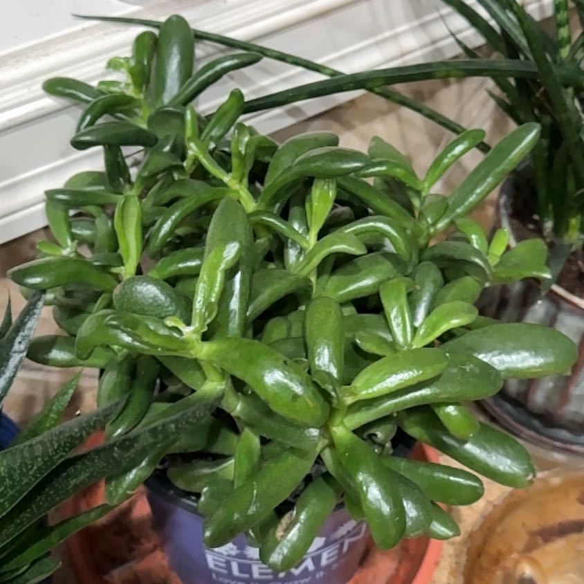Photo of the plant species ET's Fingers Jade by @LithePinkpoui52 named Surya on Greg, the plant care app