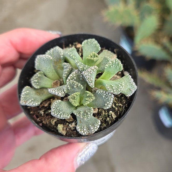 Photo of the plant species Titanopsis calcareum by @ProudLichen47 named Madonna on Greg, the plant care app