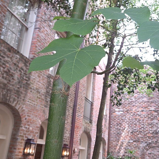 Photo of the plant species Chinese Parasol Tree by @ProudLichen47 named Sir Plancelot on Greg, the plant care app