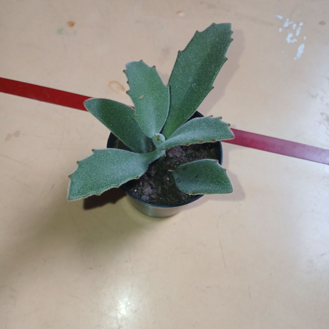 Photo of the plant species Kalanchoe 'Behartii' by @PetCacto16 named Sebastian on Greg, the plant care app