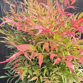 Photo of the plant species Saskatoon by @TryLippia69 named Keanu Leaves on Greg, the plant care app