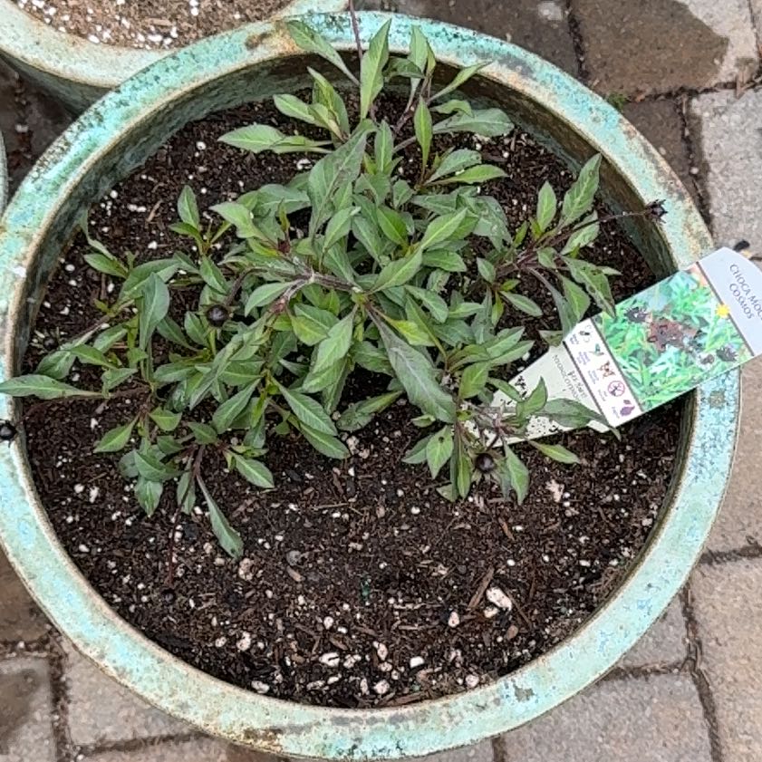 Photo of the plant species Mexican Bluebell by @TryLippia69 named Fernie Mac on Greg, the plant care app