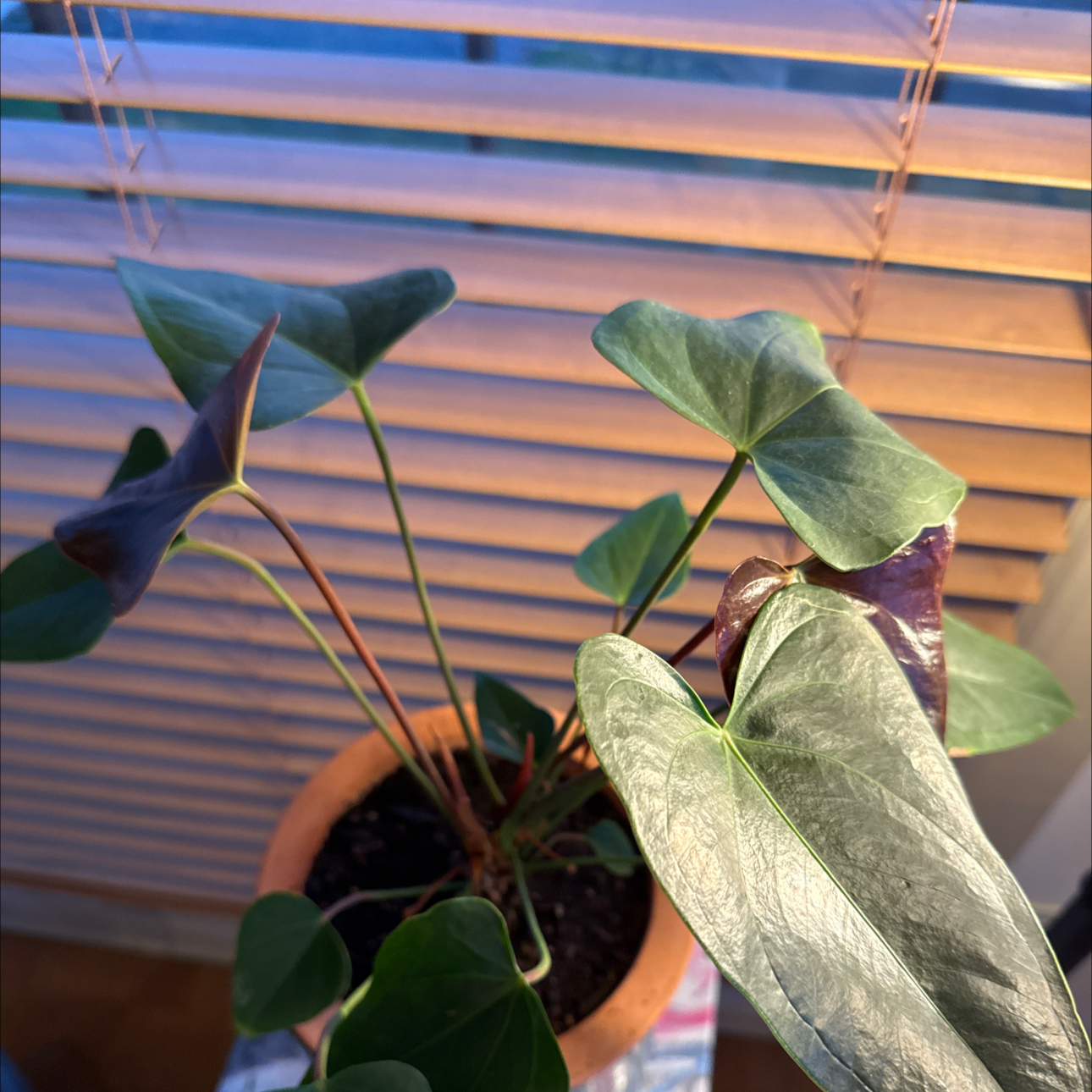 Photo of the plant species Flamingo Flower by @TryLippia69 named Anthurium ‘Rainbow Champio on Greg, the plant care app