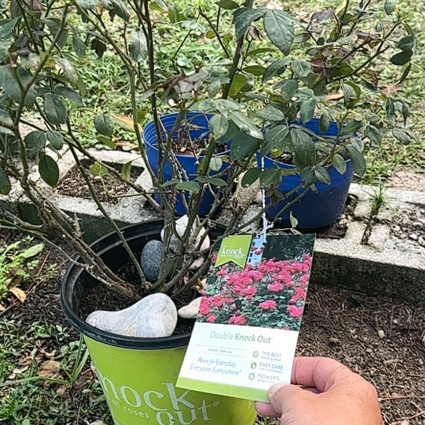 Photo of the plant species Double knock out rose by @IconPandan25 named Navajo on Greg, the plant care app