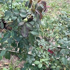 Photo of the plant species Raspberry Cupcake Hybrid Tea Rose by @IconPandan25 named Plato on Greg, the plant care app