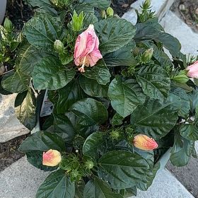 Photo of the plant species Presidents Hibiscus by @IconPandan25 named Surya on Greg, the plant care app