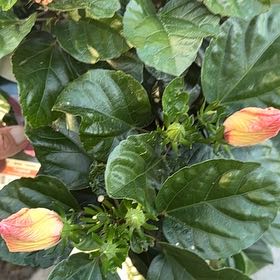 Photo of the plant species Hibiscus 'Flamenco Adonicus Pink' by @IconPandan25 named Bruce Lee on Greg, the plant care app