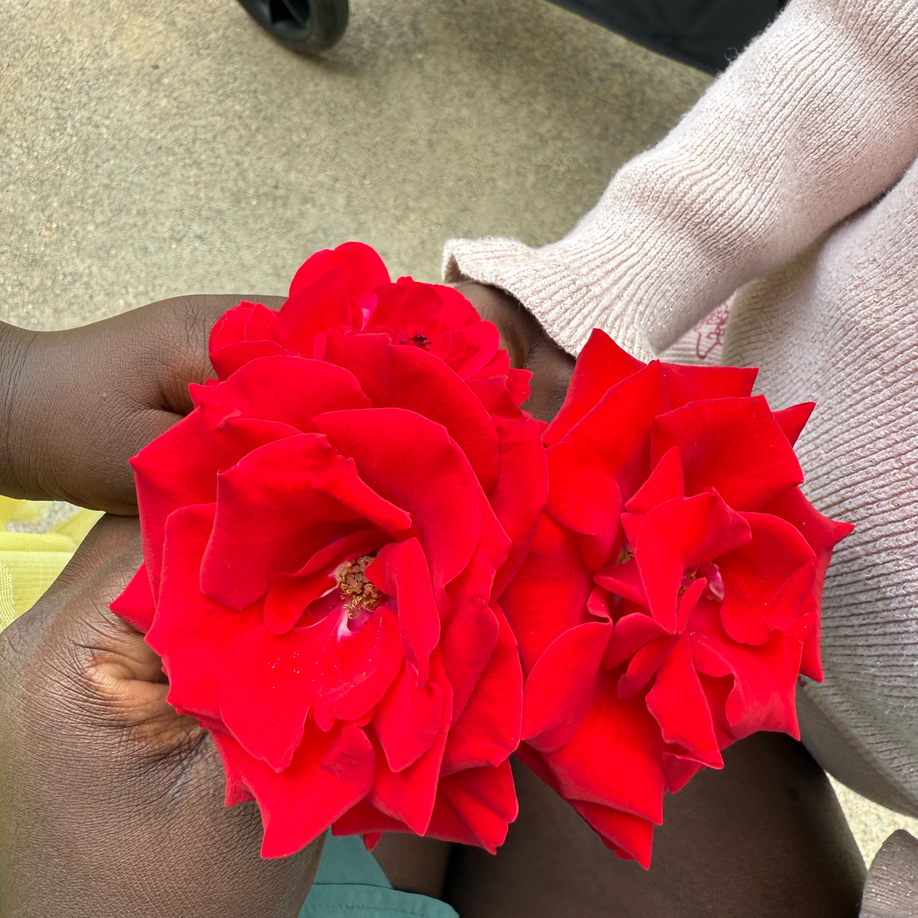 Photo of the plant species Beach Rose by @PoshWormplant3 named Einstein on Greg, the plant care app