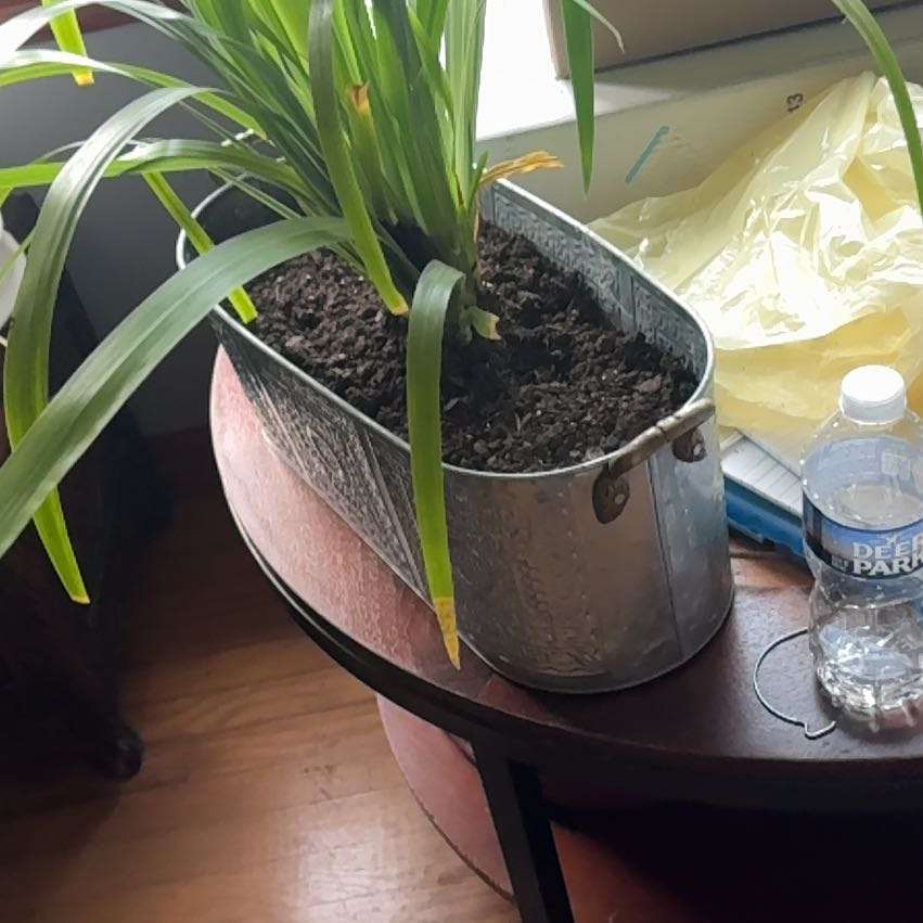 Photo of the plant species Walking Iris by @FormallyMum named Lavender on Greg, the plant care app