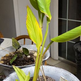 Photo of the plant species Black Turmeric by @TopWateroak65 named Aristotle on Greg, the plant care app
