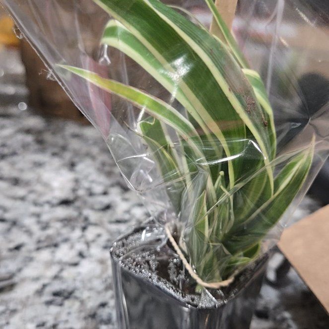 Photo of the plant species Drooping Brome by @NewMedeola86 named Surya on Greg, the plant care app
