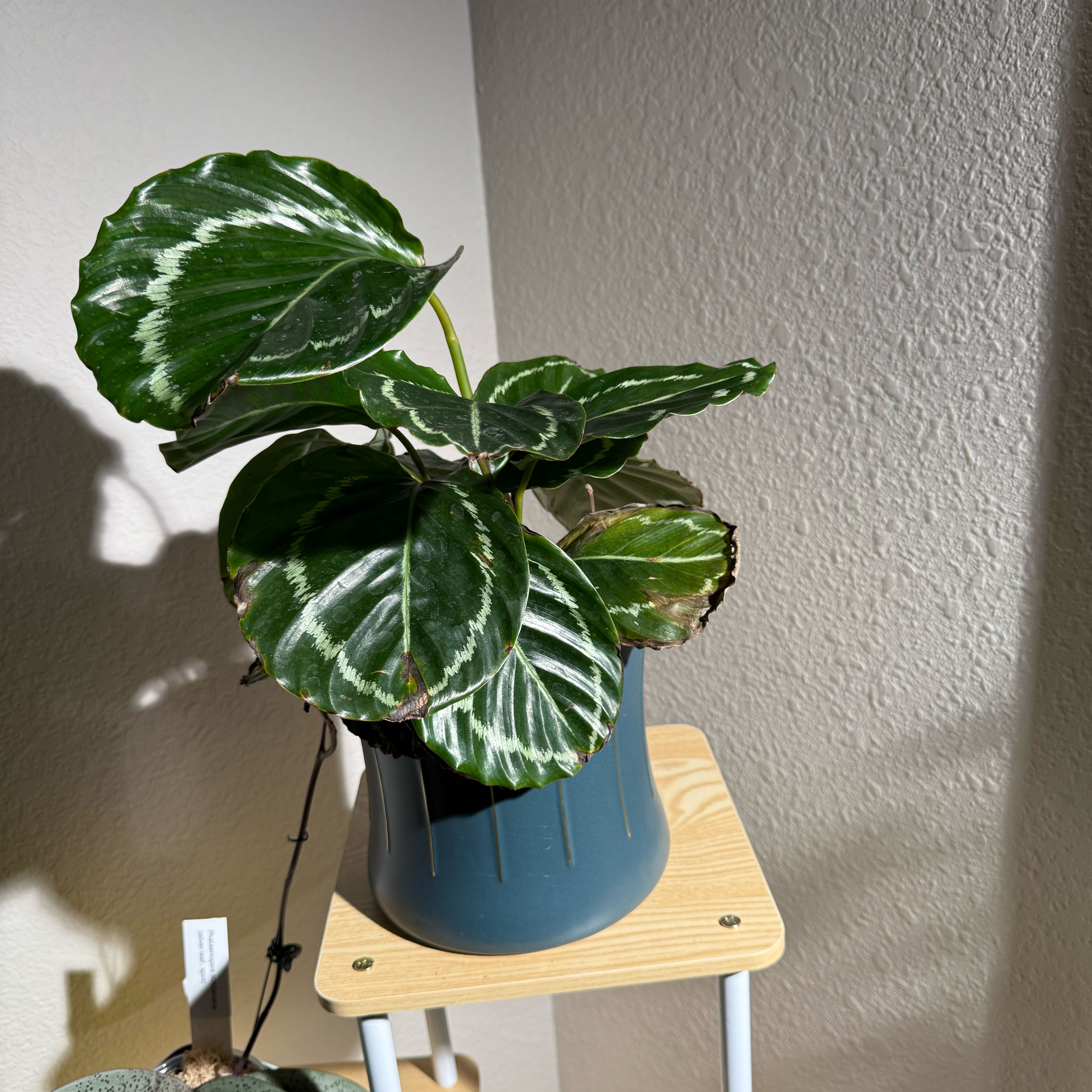Photo of the plant species Green Goddess by @ZealCowslip71 named Keanu Leaves on Greg, the plant care app