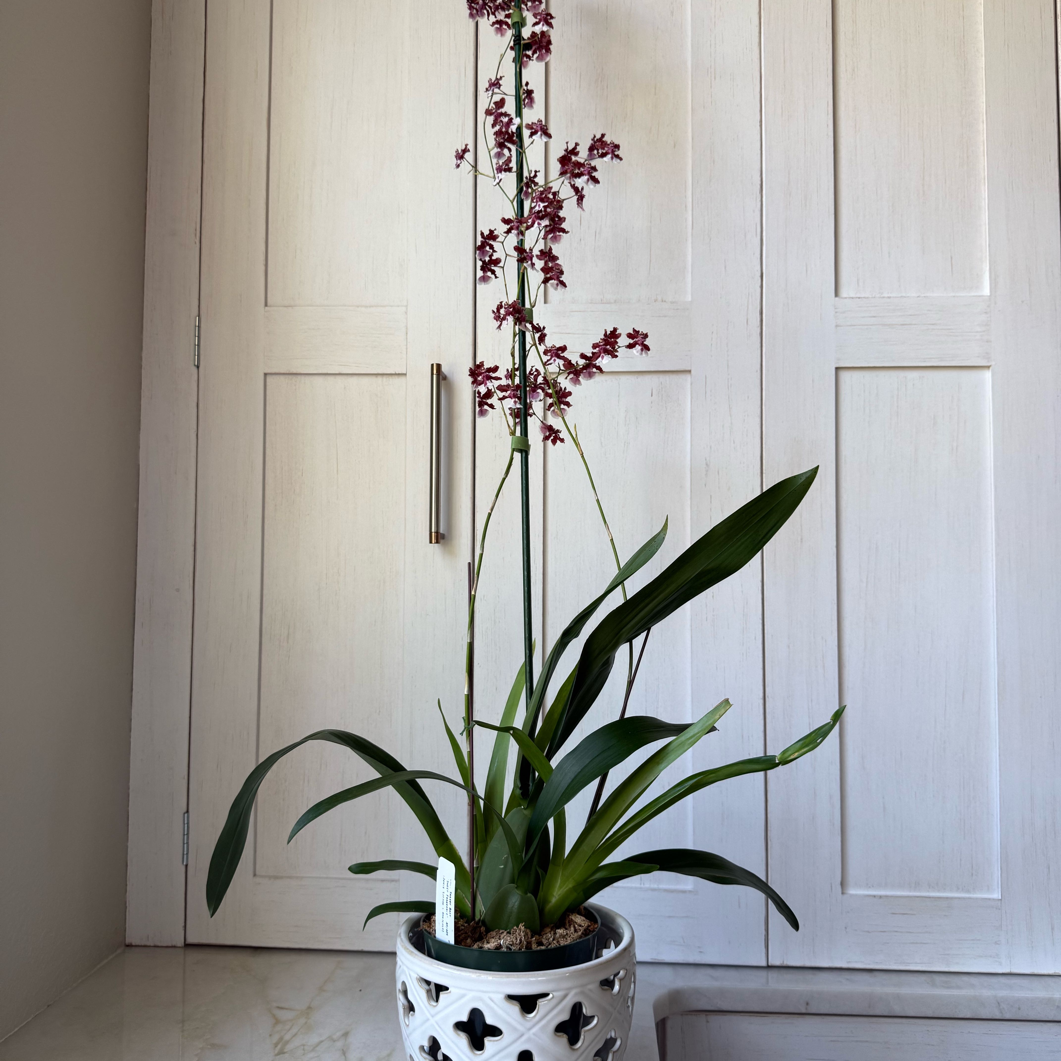 Photo of the plant species Chocolate Orchid by @ZealCowslip71 named Hamilton on Greg, the plant care app