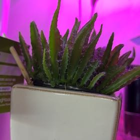 Photo of the plant species Dragon Fruit cactus by @MovingAlula55 named Madonna on Greg, the plant care app