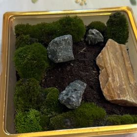 Photo of the plant species Cladophora columbiana by @MovingAlula55 named Figyonce on Greg, the plant care app