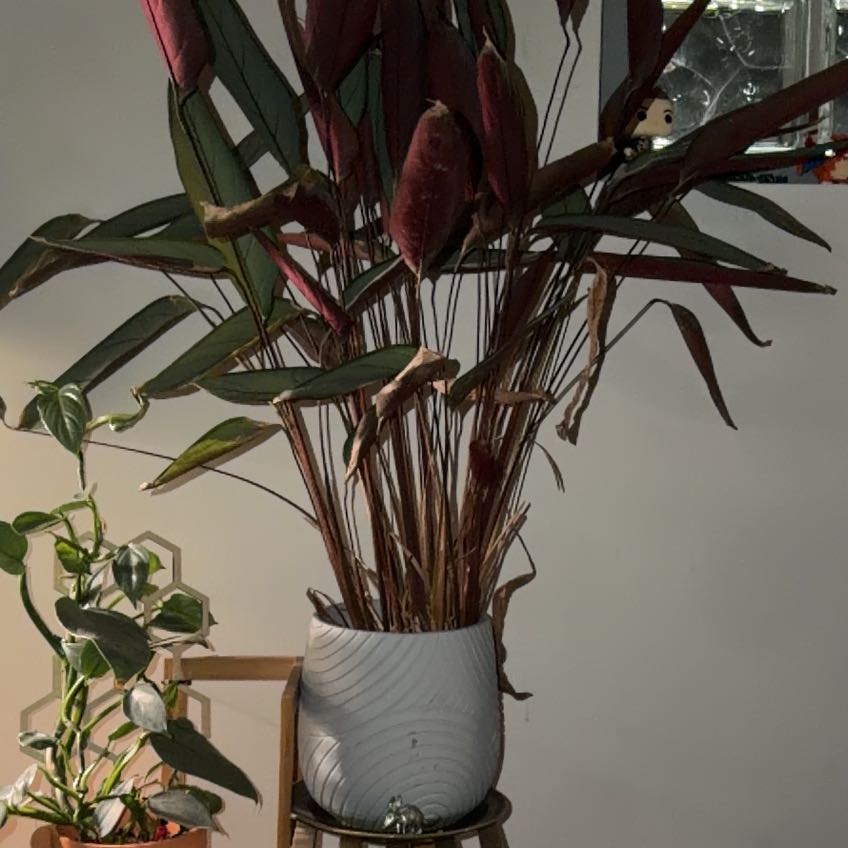 Photo of the plant species Ctenanthe 'Greystar' by @QuotableChia70 named Winston on Greg, the plant care app