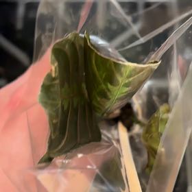 Photo of the plant species Skunk Cabbage by @AproposRedash5 named Kylie on Greg, the plant care app