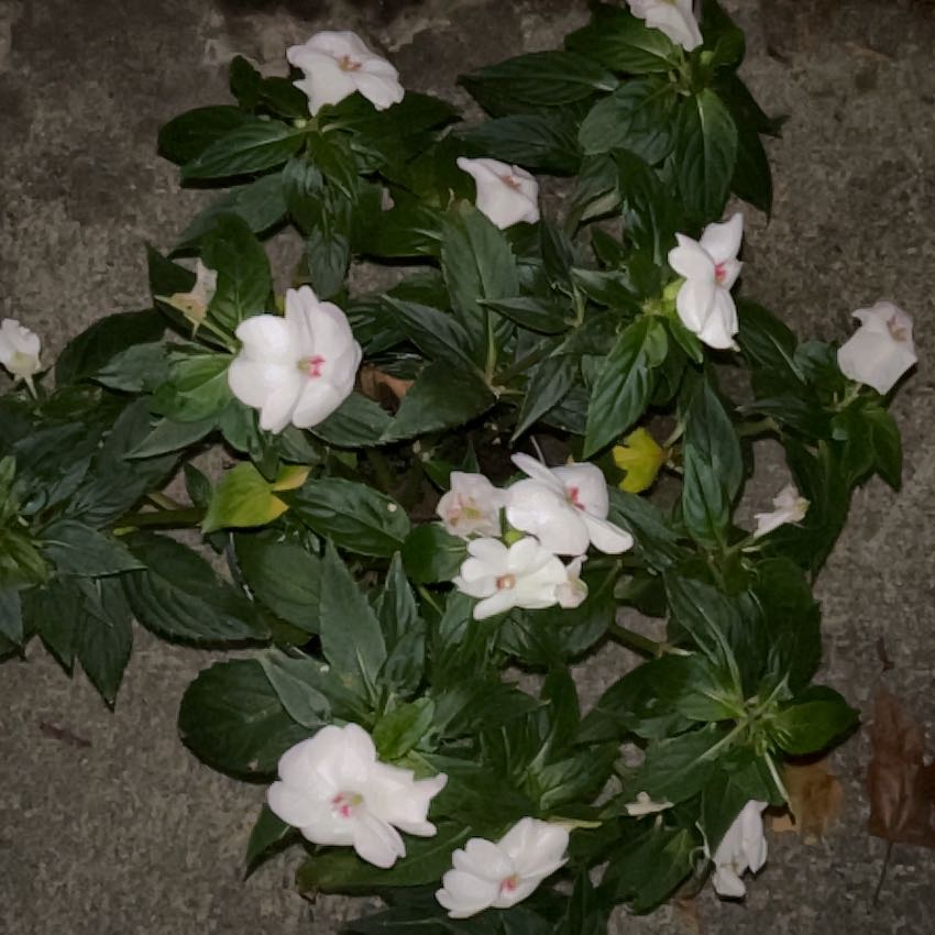 Photo of the plant species SunPatiens by @YeahRosarypea32 named Bieber on Greg, the plant care app