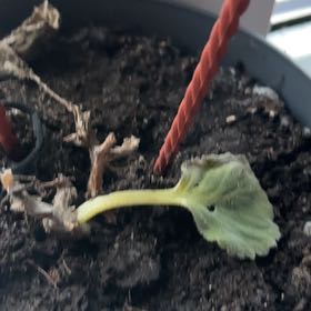 Photo of the plant species Florist's gloxinia by @ManyWaiuatua78 named Orlando Bloom on Greg, the plant care app