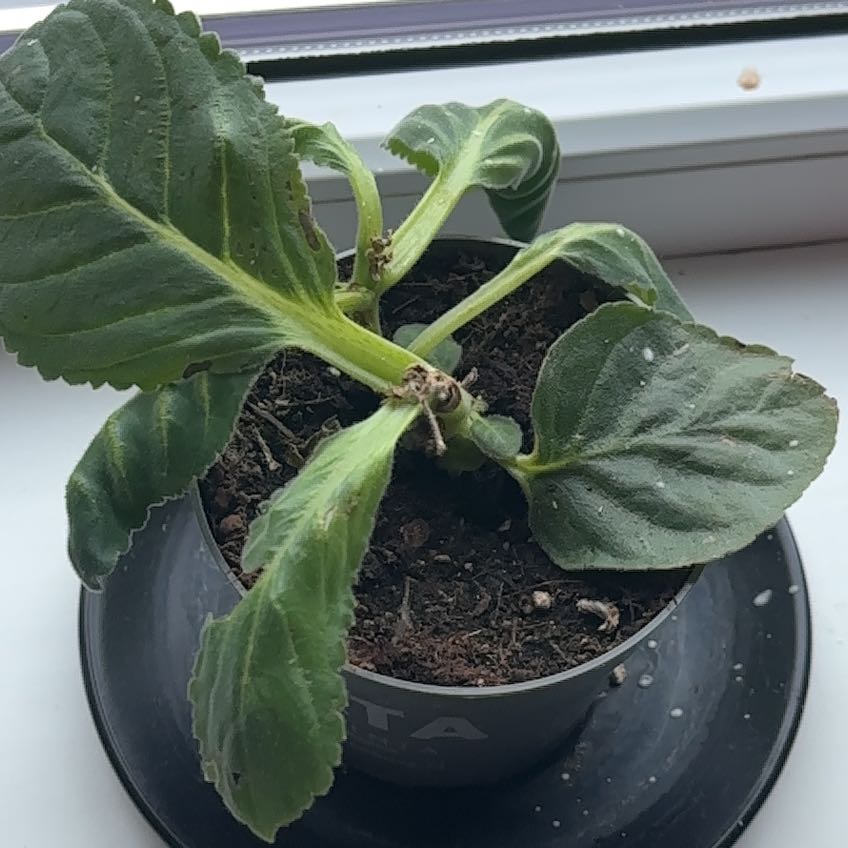 Photo of the plant species Florist's gloxinia by @ManyWaiuatua78 named Kendall on Greg, the plant care app