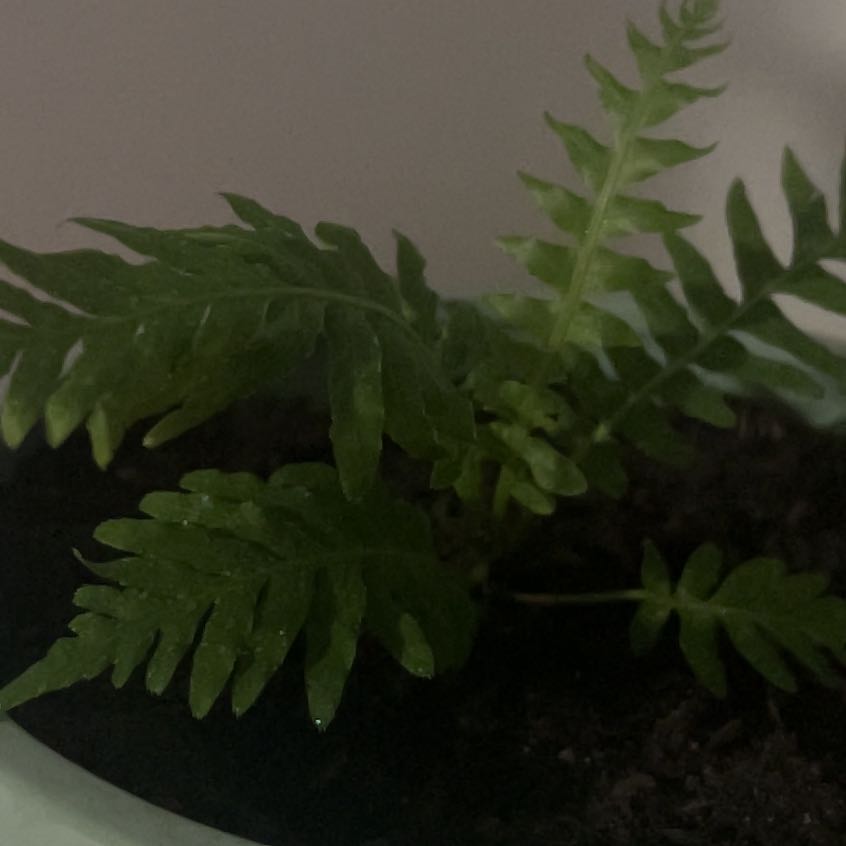 Photo of the plant species Southern Polypody by @Cheena named Girlfrond on Greg, the plant care app