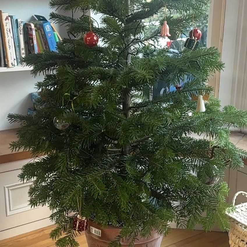 Photo of the plant species Caucasian Fir by @FoxyAnise28 named Norman on Greg, the plant care app