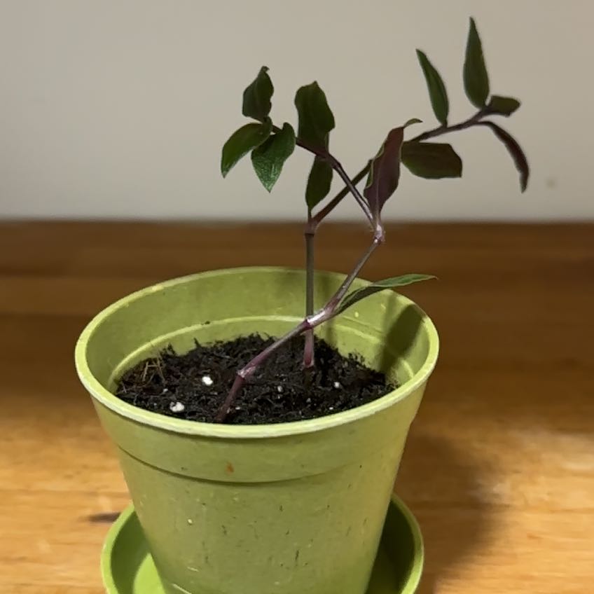 Photo of the plant species Tradescantia 'Green Hill' by @FoxyAnise28 named George on Greg, the plant care app