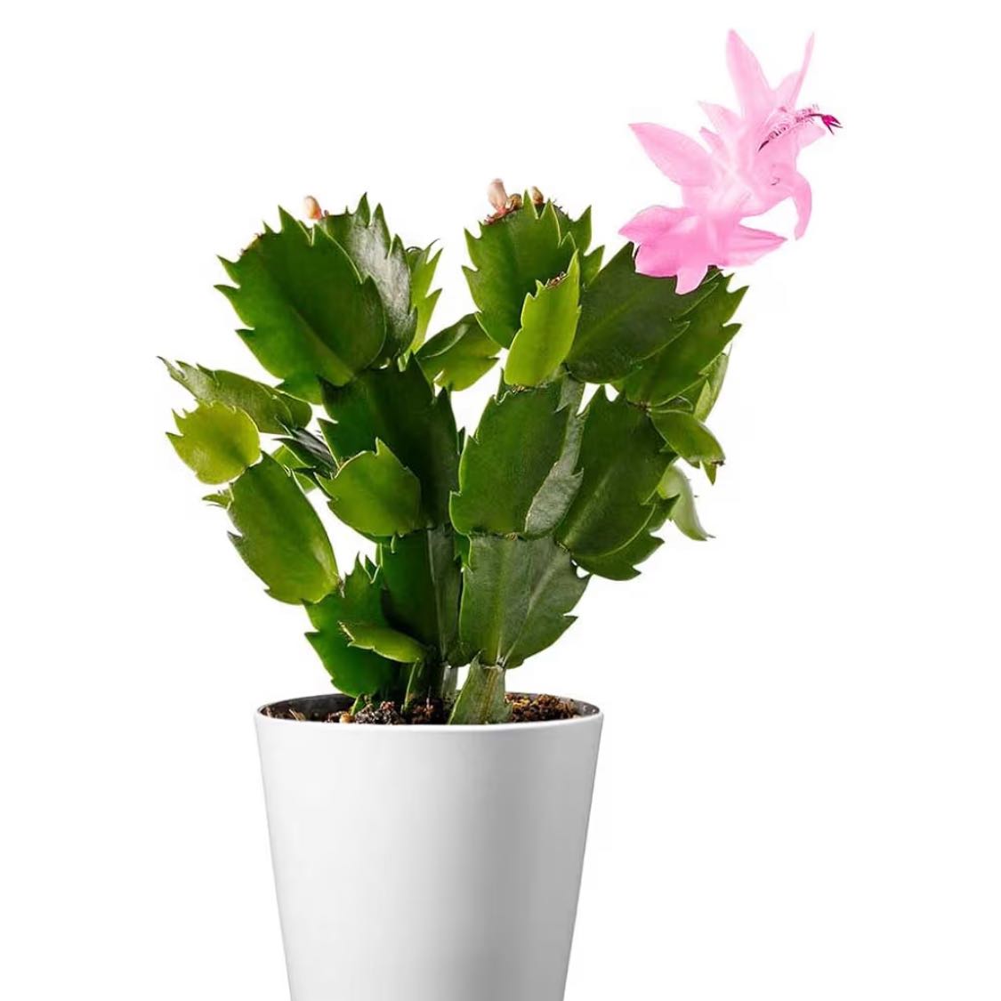 Photo of the plant species Christmas Cactus by @DreamboatYuzu99 named Blossom on Greg, the plant care app