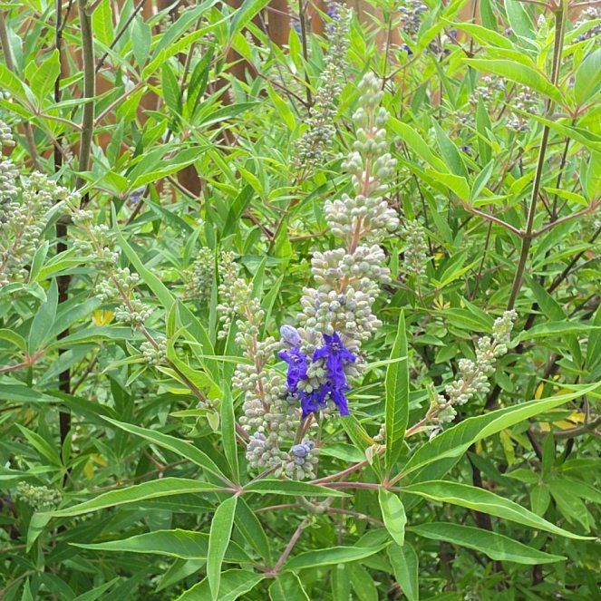 Photo of the plant species Chaste Tree by @GourmetWorm12 named Prince on Greg, the plant care app