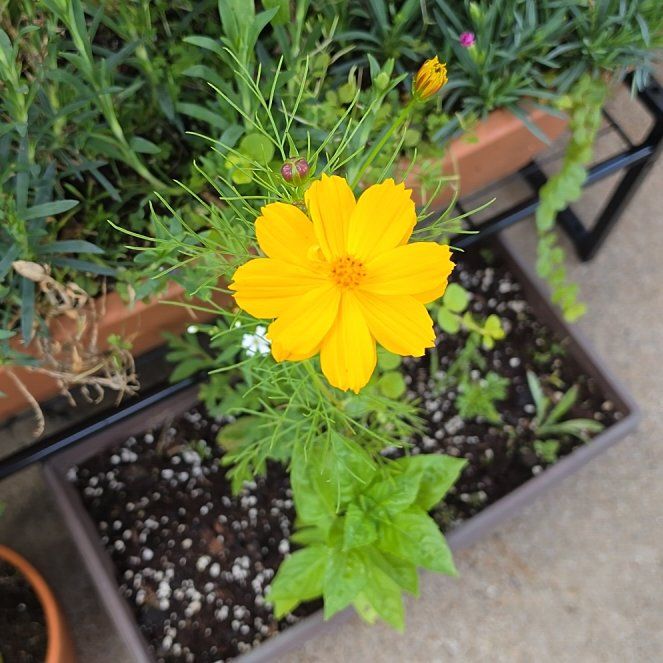 Photo of the plant species Sulphur Cosmos by @GourmetWorm12 named Huckleberry Fern on Greg, the plant care app