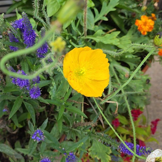 Photo of the plant species Iceland Poppy by @GourmetWorm12 named Madonna on Greg, the plant care app