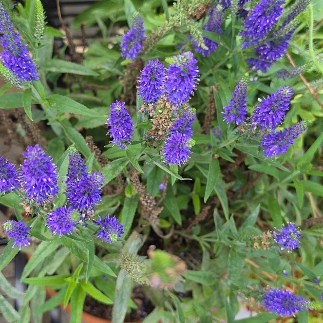 Photo of the plant species Garden Speedwell by @GourmetWorm12 named Orlando Bloom on Greg, the plant care app