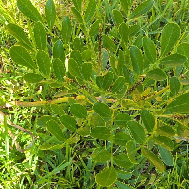 Photo of the plant species Texas Mountain Laurel by @GourmetWorm12 named Tupot amaroot on Greg, the plant care app