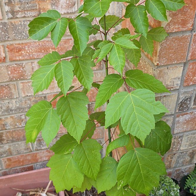 Photo of the plant species Manitoba Maple by @GourmetWorm12 named Kylie on Greg, the plant care app