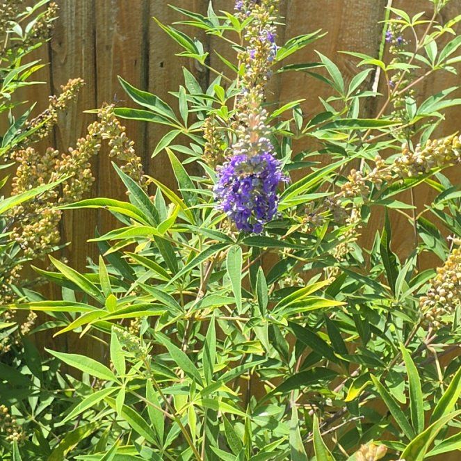 Photo of the plant species Chaste Tree by @GourmetWorm12 named Drake on Greg, the plant care app