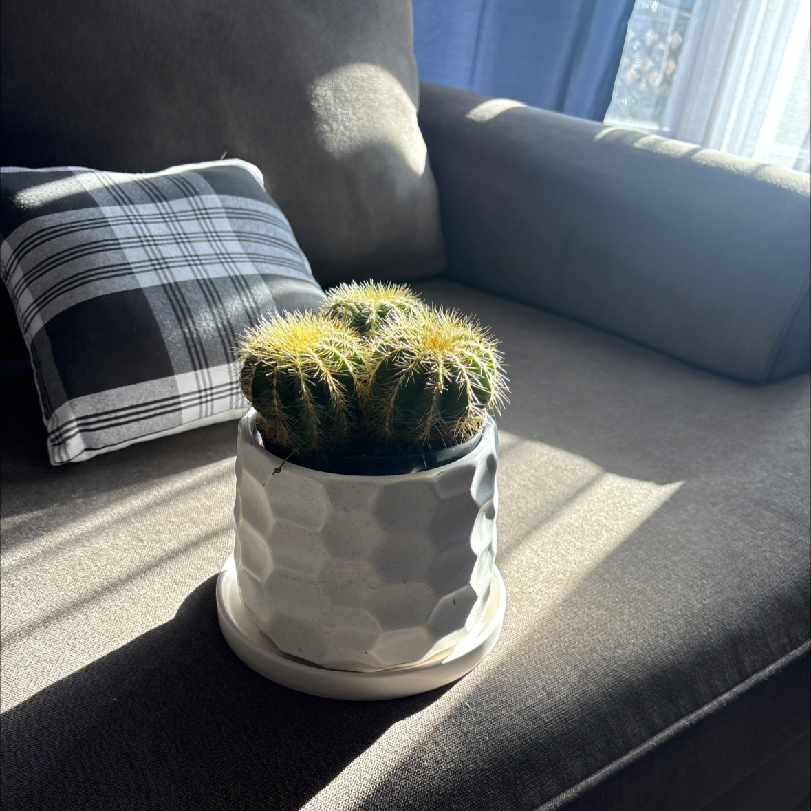 Photo of the plant species Notocactus by @TryGuasca66 named Dax on Greg, the plant care app