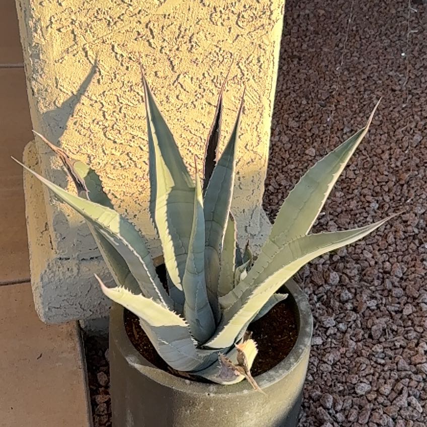 Photo of the plant species Mescal by @ChampMostii53 named Beyonce on Greg, the plant care app