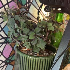 Photo of the plant species Purple Plush by @PrimoAchiote11 named Coco on Greg, the plant care app